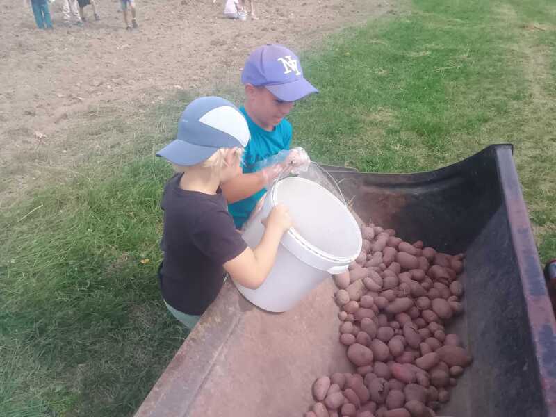 Vykopej si bramboru